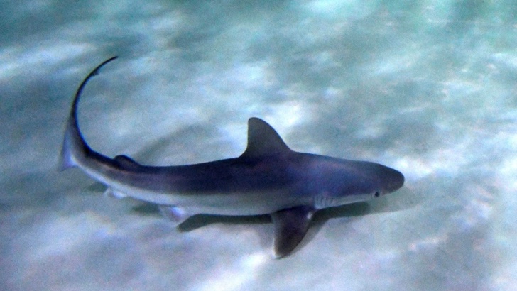 Сърфист е нападнат от акула край бреговете на АвстралияЧовек е