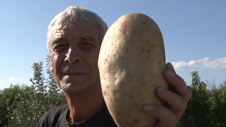Гигантски картоф отгледа мъж от с ОвощникКартоф – гигант отгледа