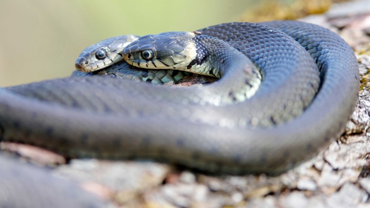 Рядка отровна двуглава змия се появи в ГерманияДвуглава отровна змия