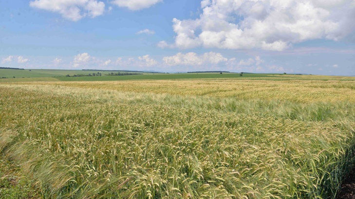 България отбелязва ръст в добива на зърнени култури през 2017