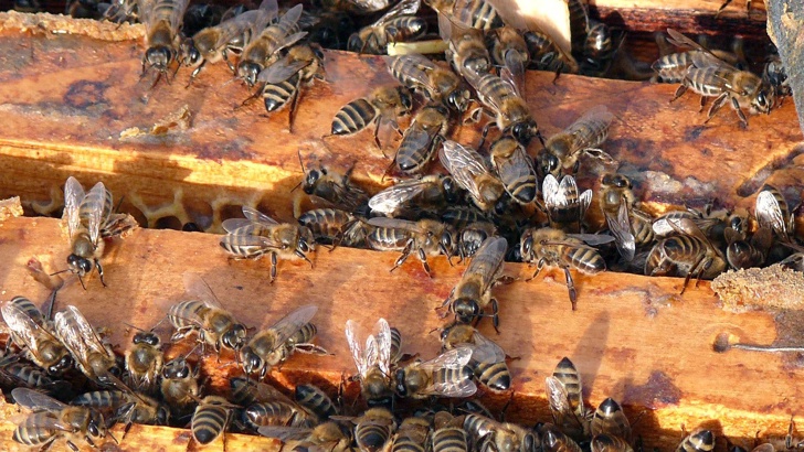 Пчелари излизат на протест Порожанов уверява че ще има повече