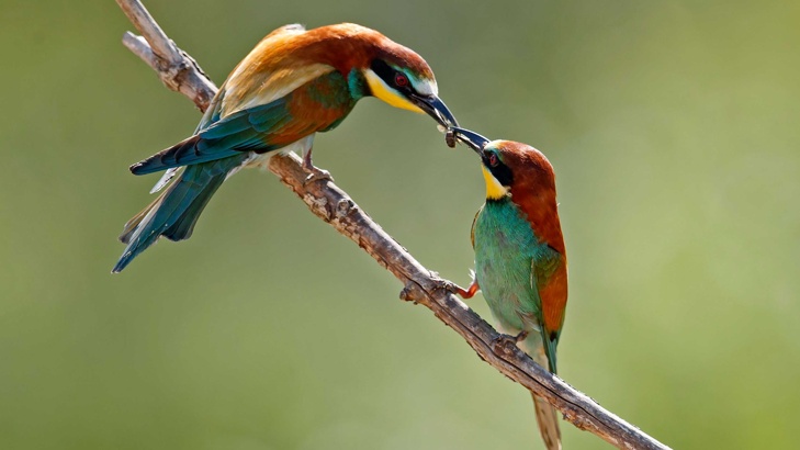 Антидепресантите отказват пойните птици от ухажванеПойните птици променят поведението си