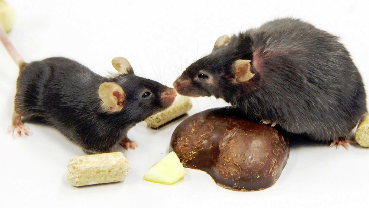 Мишките, които се борят за женски имат по-дебели пенисиМъжките мишки