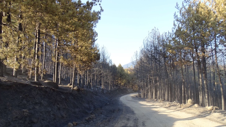 402 горски инспектори са назначени в Изпълнителната агенция по горите
