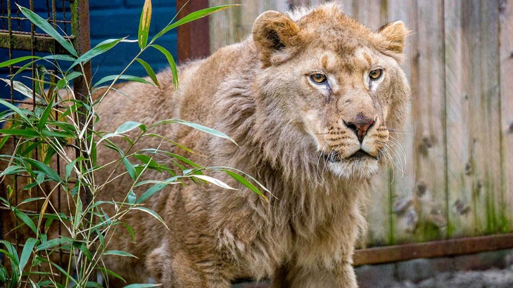 Четиригодишният лъв Асен, спасен от “Четири лапи от сигурна смърт