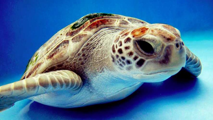 50% от зелените костенурки умират от поглъщане на боклуци