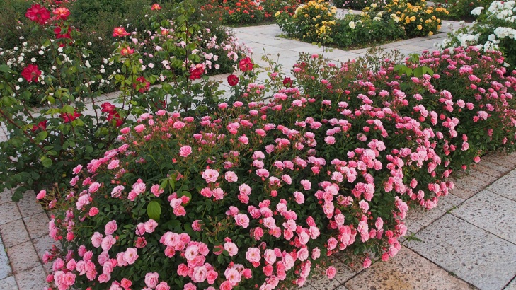 Градина Розариум в курорта Албена впечатлява с разнообразие от розови