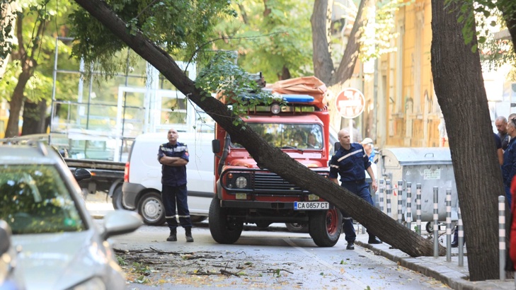 Дърво падна на улица в центъра на СофияДърво падна на