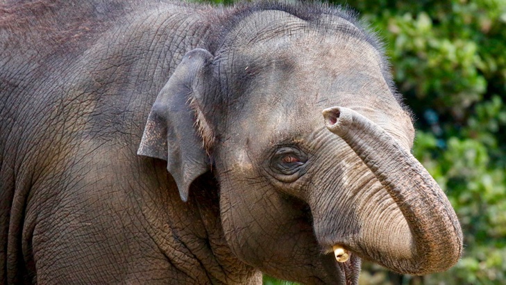 Слоница свири на хармоника – хит в интернетИндийската слоница Андаал