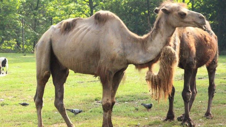 Леми ще живее в общо смесено местообитание с камилата Пешо 