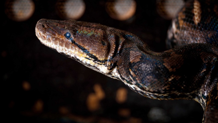 Отрязана глава на гърмяща змия ухапа жител на американския щат