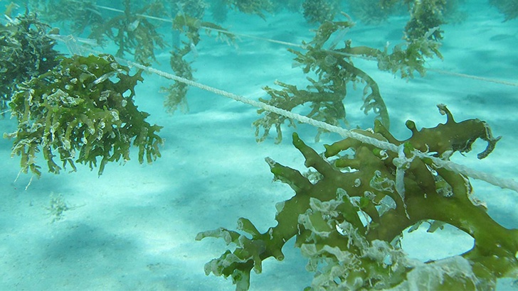 Учени Урината в морето кара водораслите да растат по бързоЕдна от