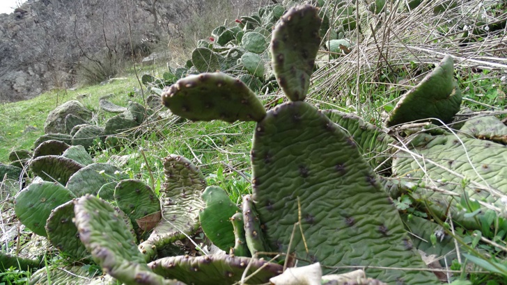 Колонията от диворастящи кактуси в Кресненското дефиле се разраства прехвърли