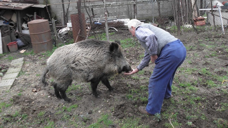 БАБХ констатира втори случай на африканска чума при дива свиняБългарската