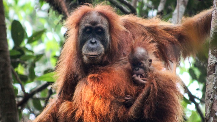 Най-възрастният Суматрански орангутан, която е майка на 11 деца и