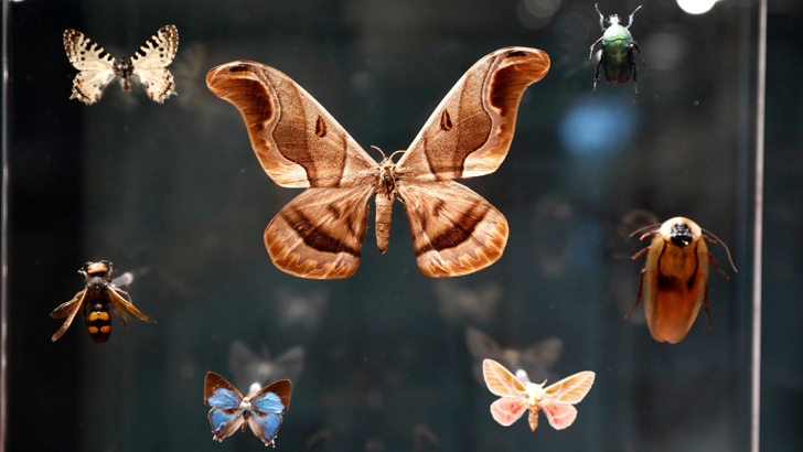 Глобалният спад на насекомите застрашава светаНаучен преглед на броя на