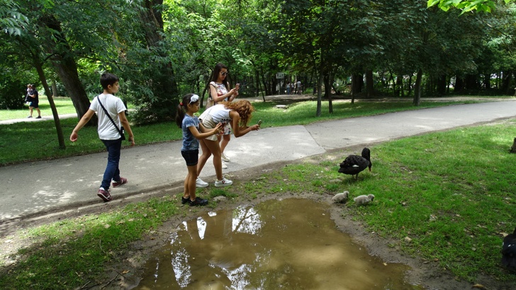 Двойката черни лебеди в Благоевград имат потомство 
