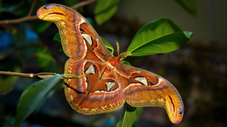 В Бургас се излюпи на-голямата пеперуда в света, наричана АтласВ