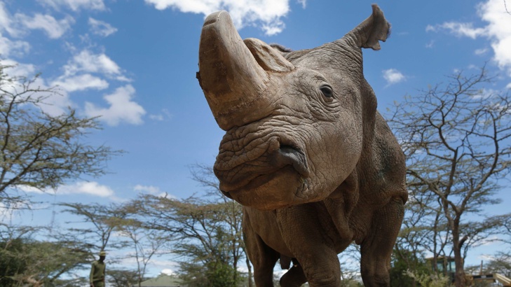 Последният мъжки северен бял носорог почина на възраст 45 г.,