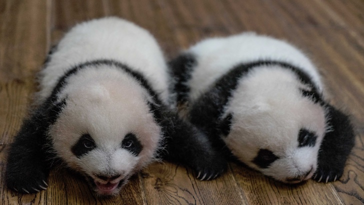 Първите разнополови панда-близнаци,  родени през тази година