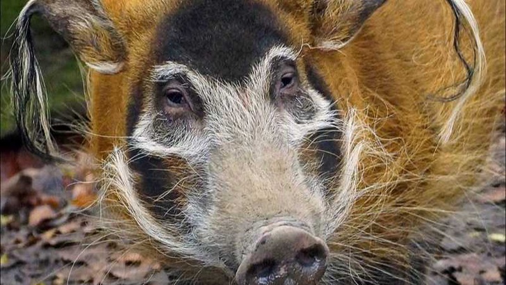 Столичният зоопарк разкри дарителска кампания за набиране на средства за