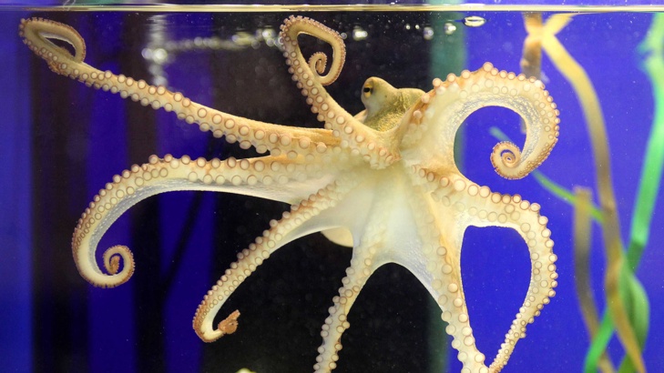 Откриха октопод убиец с размерите на грахово зърноУчени, които са