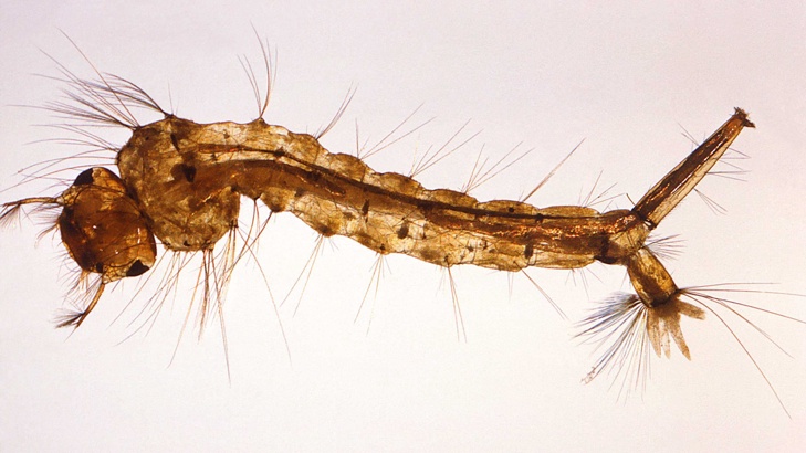 Английски учени 34 най вероятно 34 комарите поглъщат микропластмасаАнглийски учени са провели наблюдение