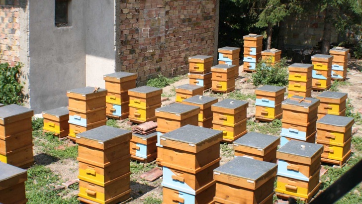 Порожанов Пчеларството винаги е определяло като значим земеделски секторМинистерството винаги