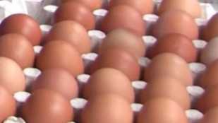 Британски учени накараха кокошки да снасят лечебни яйцаИзследователи от Единбъргския