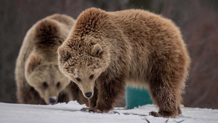 Необходими са още мечки за стабилна популация в ПиренеитеНеобходимо е