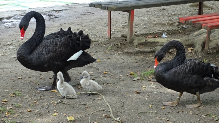 Двойката черни лебеди в Благоевград имат потомство 