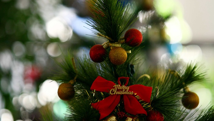 Европа може да празнува Коледа без елхи заради сушатаРазсадниците за