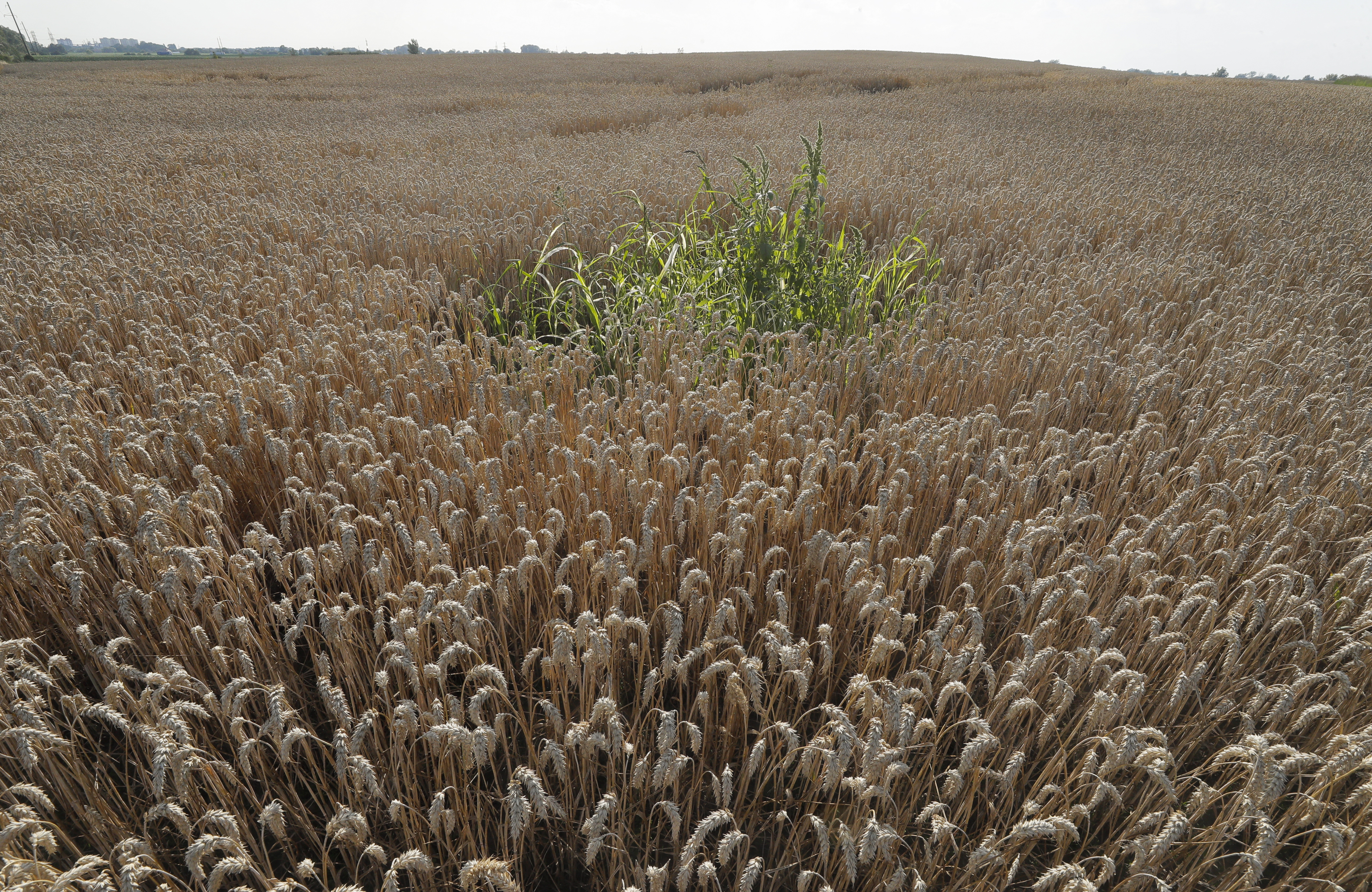 More than 170,000 thousand tonnes of Ukrainian grain have reached Africa