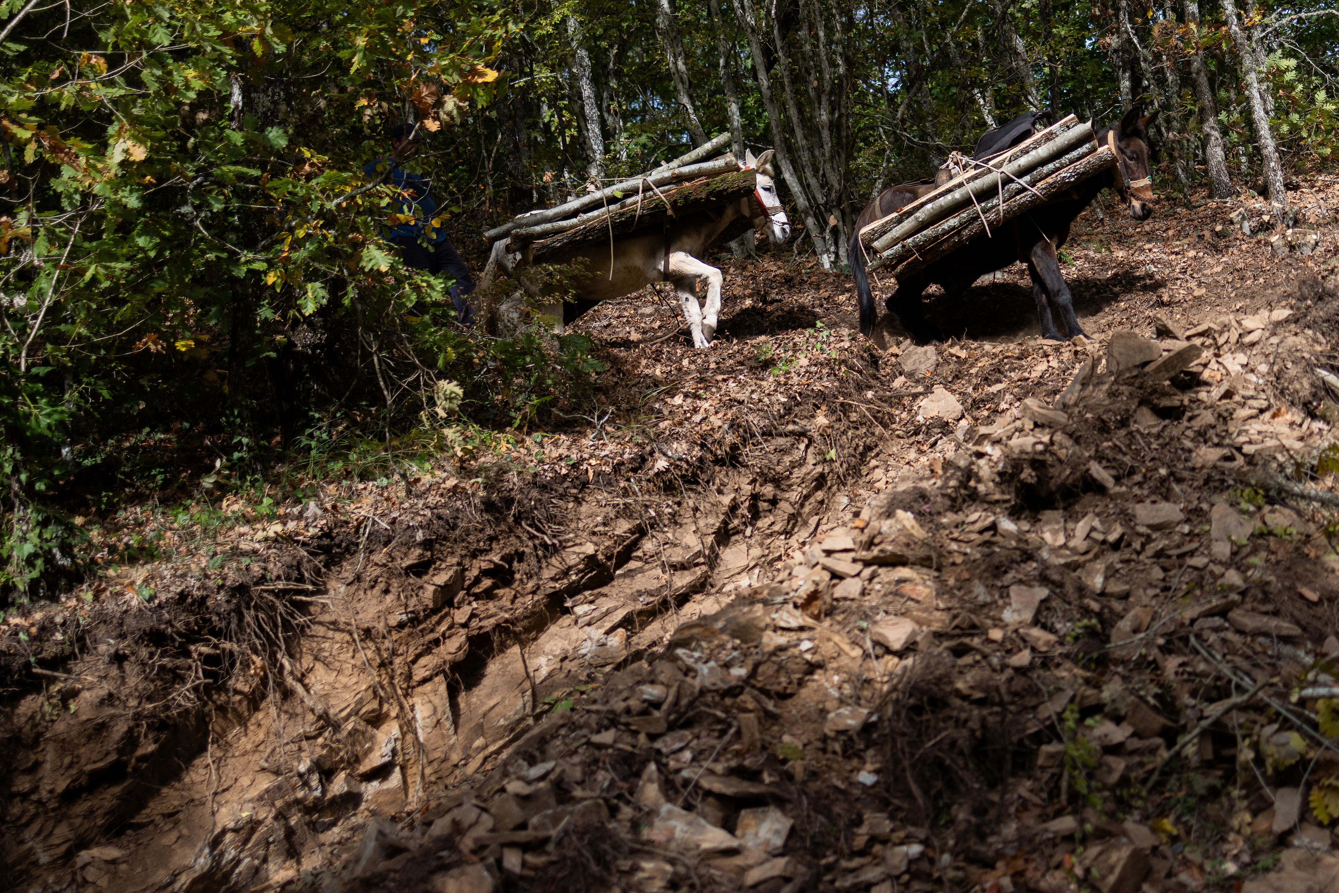 Over 1000 ancient graves have been discovered in Halkidiki
