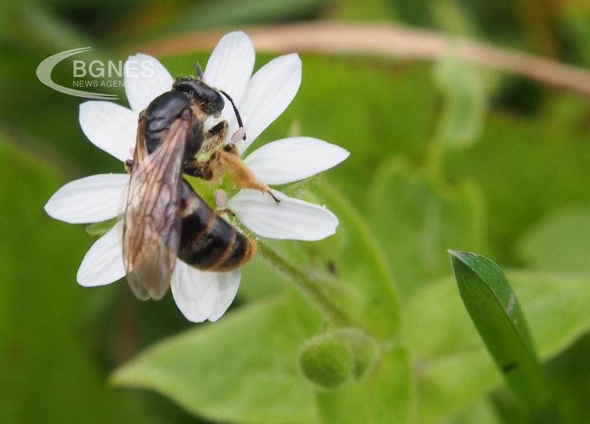 GMOs kill bees, and from there directly poison us, too