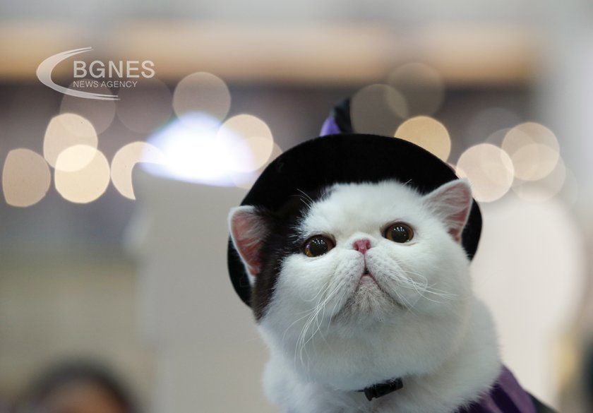 Felines are proving to be a dangerous threat to some rare species