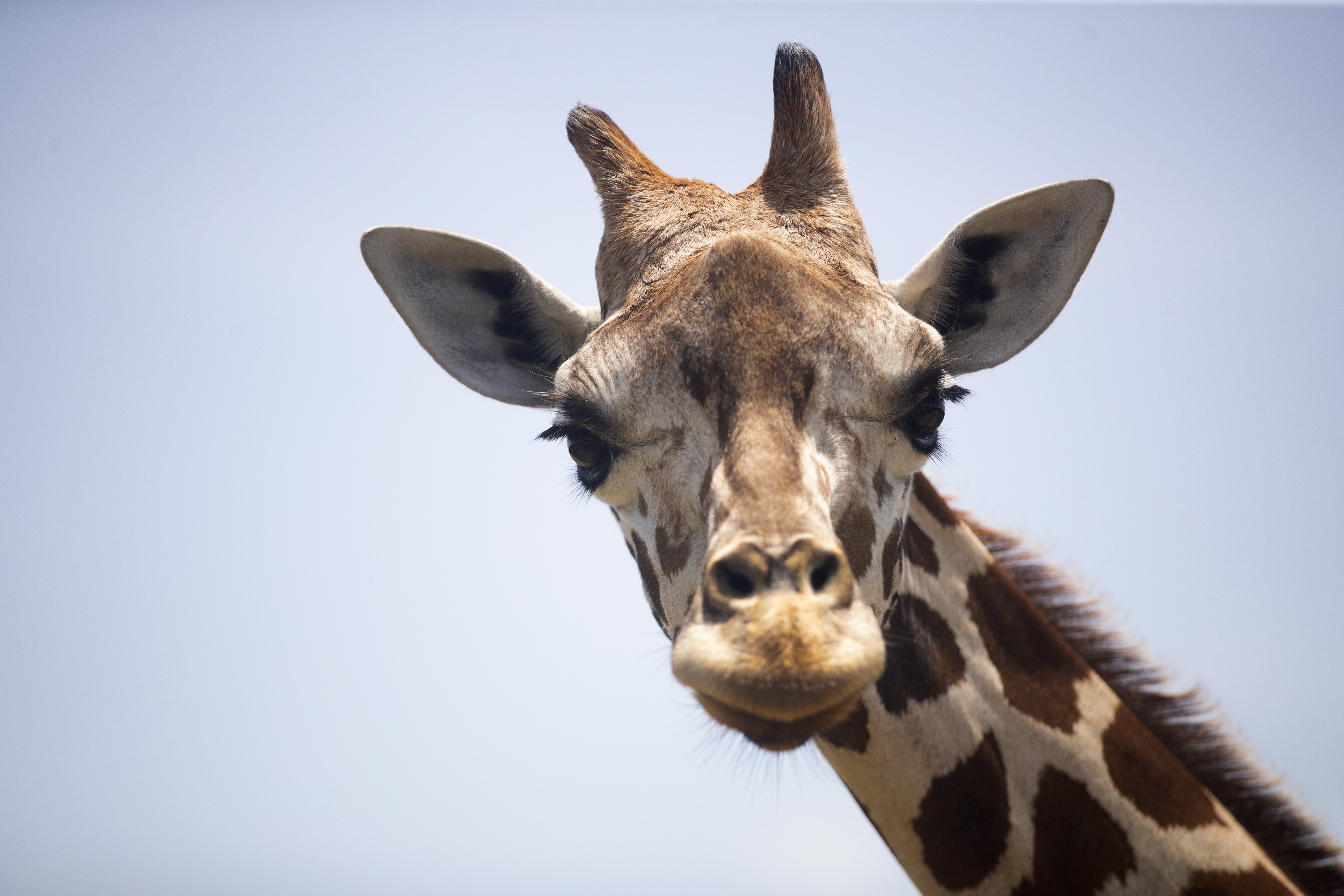 A lonely giraffe in Mexico has taken a long journey to a new home