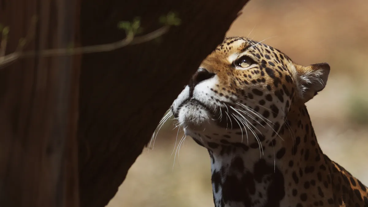 Wildlife populations have declined by 73% since 1970