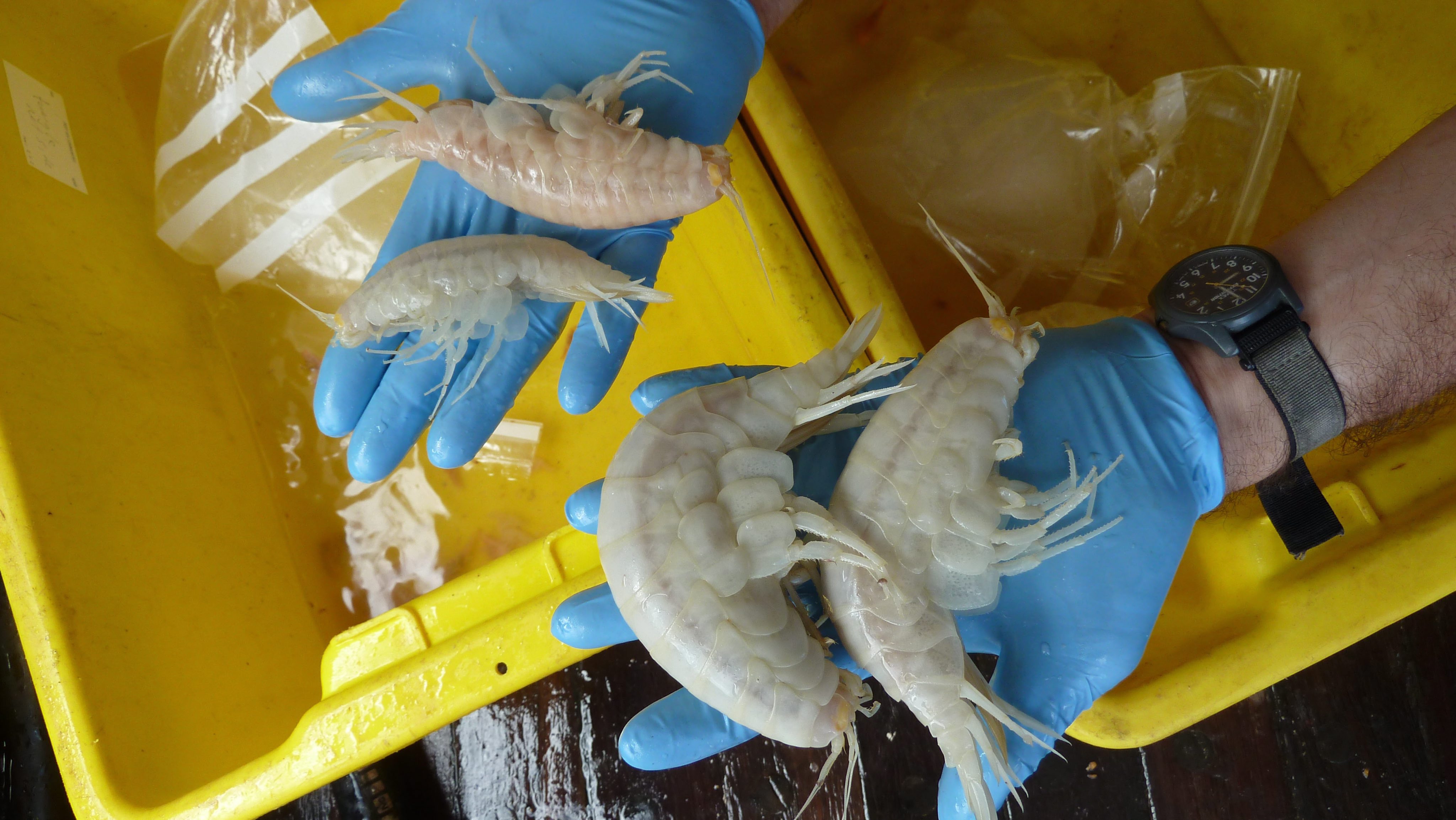 Scientists have discovered a new deep-sea predator called "darkness"