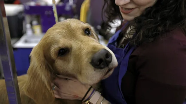 Scientists: Dogs fill unique social role between child and friend