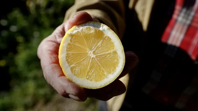 Lemon: the small fruit with big health benefits