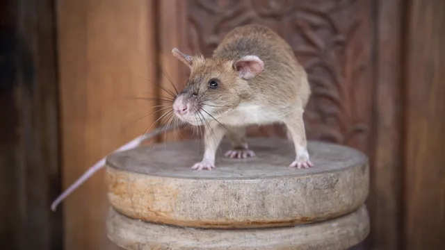 Rat-borne diseases cause crisis in Sarajevo