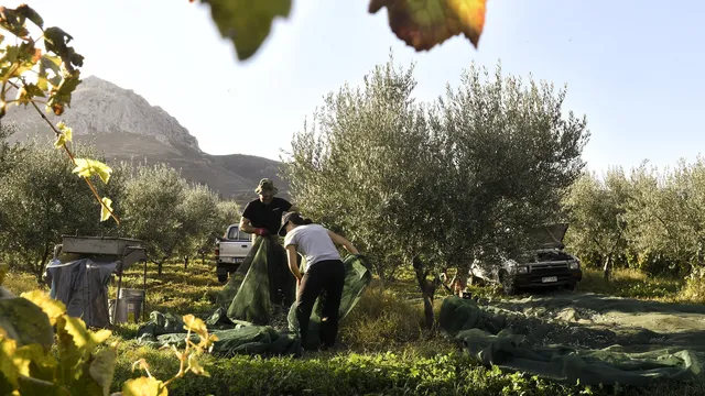 Trial for large-scale fraud involving European agricultural subsidies in Greece