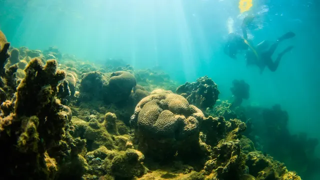 What will happen after the coral reefs die?