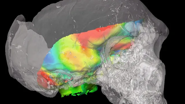 Biology, not the calendar, tells how old your brain is