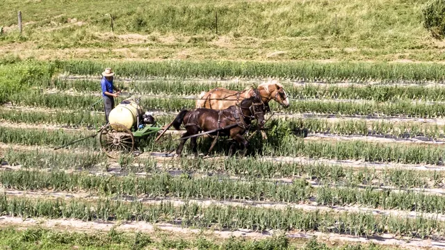 The Amish are the people with the fewest allergies in the world