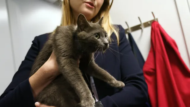 Study: Hunting rodents is not the real reason humans domesticated cats