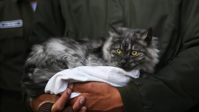 New cat color defies genetic expectations