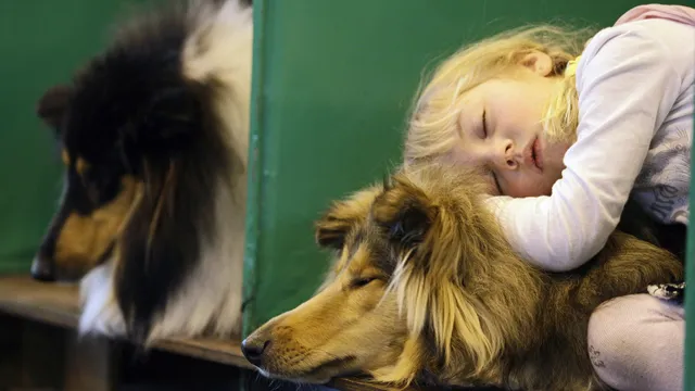 Dogs, rats, and even birds dream about their daily lives, just like humans do