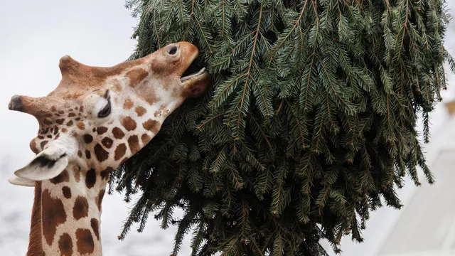 There is not just one species of giraffe, but four